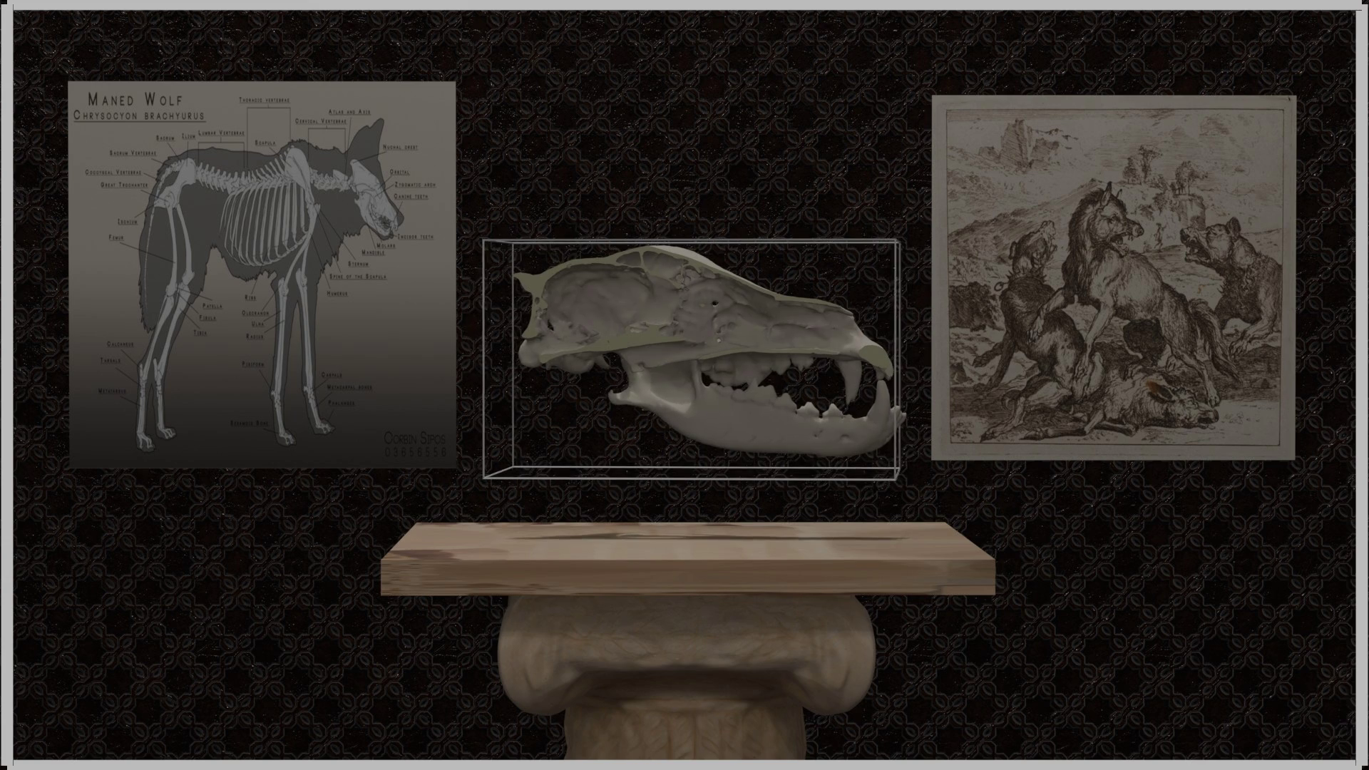 Wolf Skull Reconstruction & Animation from Structured Light & CT Scans